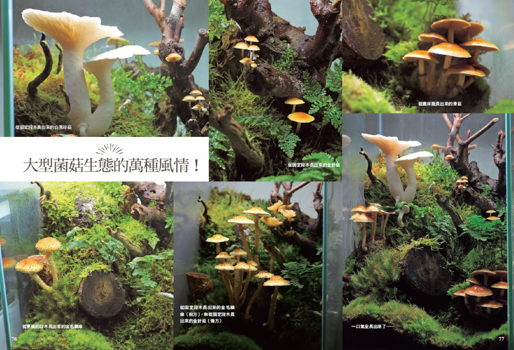日本園藝寵兒！從零開始創作可愛菌菇世界　「菌菇生態瓶」8大Q&A