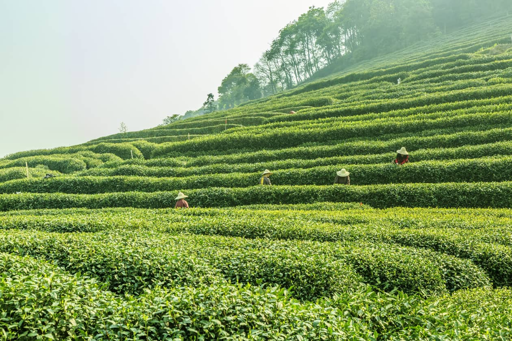 全球百大綠色旅遊「坪林」體驗冬季茶旅！推出5倍好茶券，品茗新北好茶