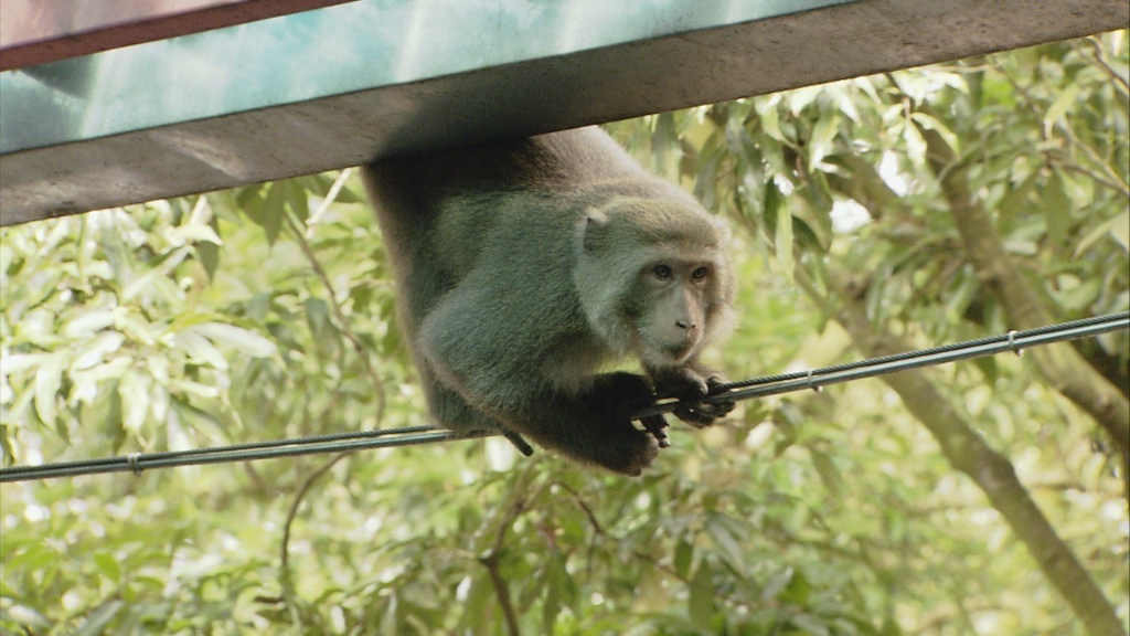 斗六特別鄉親「獼猴」看錄影　胡瓜被奇景吸引「其實牠們是來加碼的」