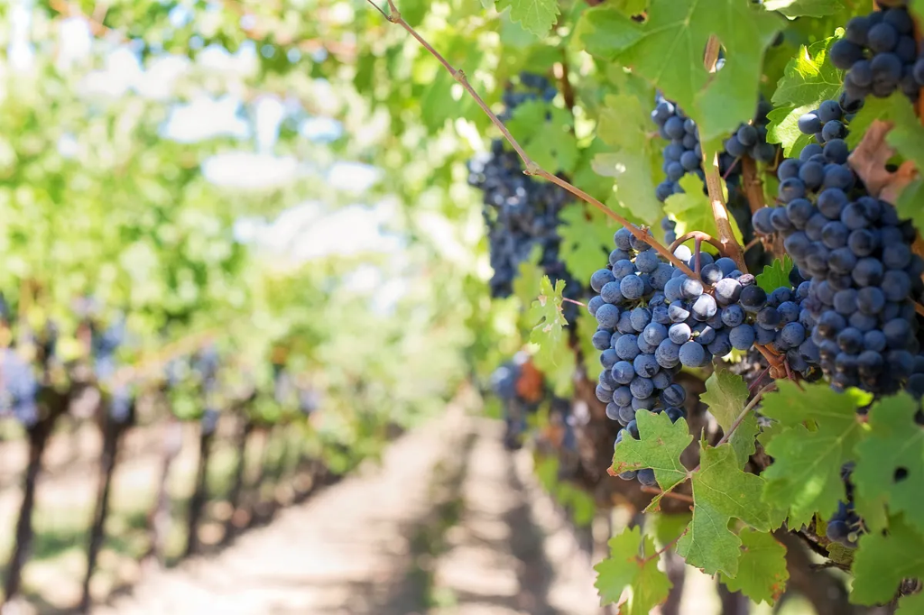 義大利70年來最嚴重乾旱 影響葡萄酒與相關產業