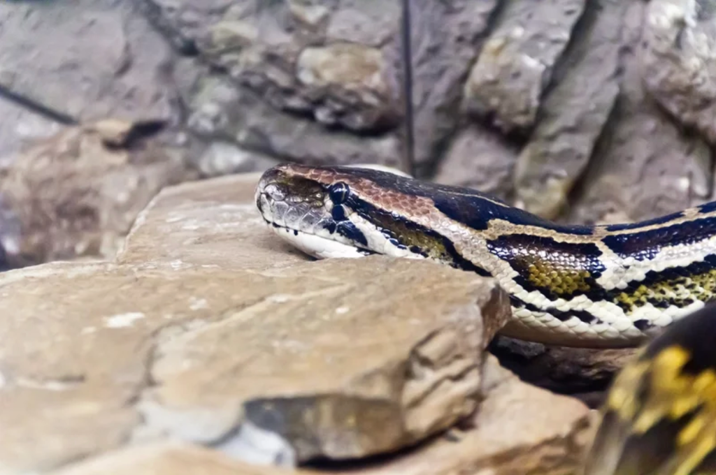 巨蟒吞掉整隻羊驚呆村民…破25公斤放生恐危害生態　最後下場曝光