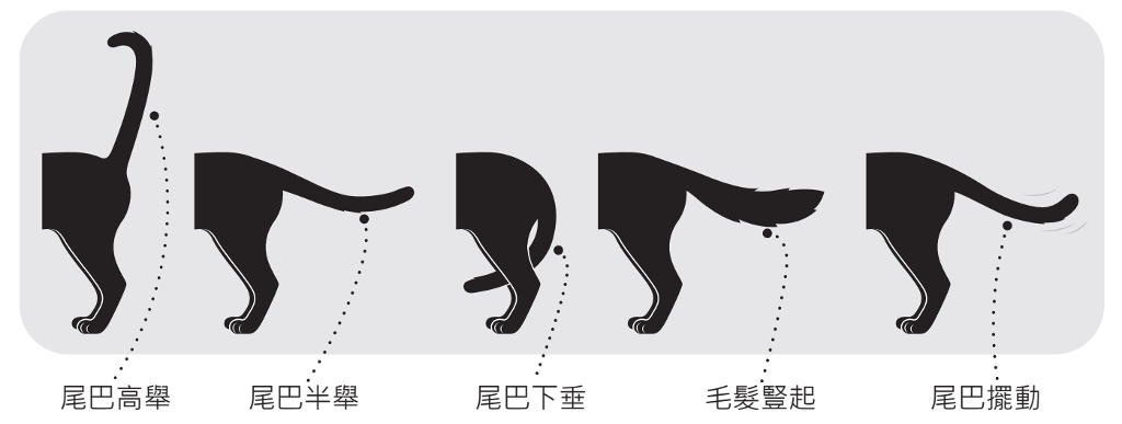 貓咪「尾巴」訊號多　尾巴高舉末端小彎竟代表「Follow Me」