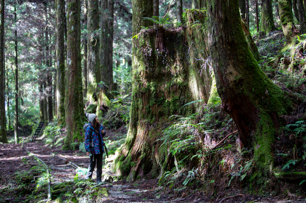 宜蘭旅遊｜循著檜木香探尋太平山過往　徜徉森林舒泡碧藍美人湯