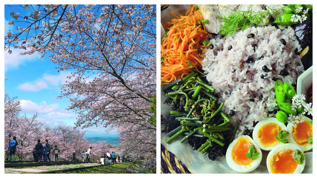 京都賞櫻是何等樣貌？趁著櫻花盛開，到鴨川邊野餐吧～7個旅遊提案