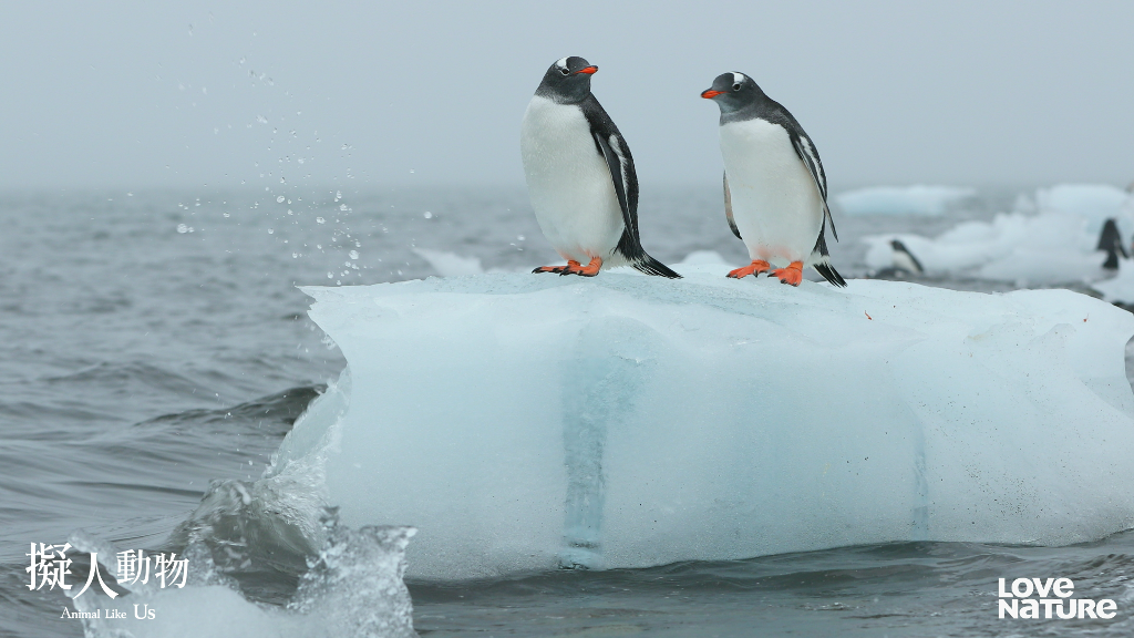 巴布亞企鵝在南極洲「挑選婚戒」見證浪漫　惡霸水獺「綁架人質」換免費午餐