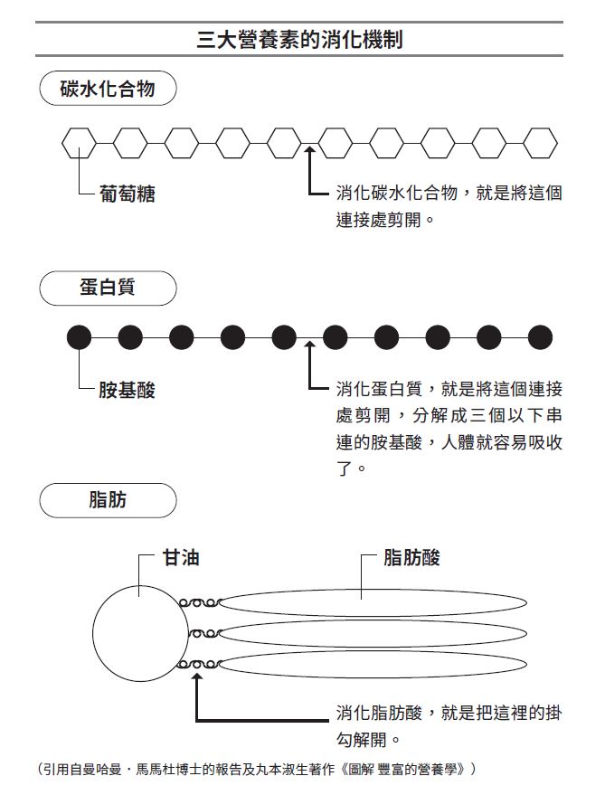 所有疾病都來自「消化不良」！專家揭示原因：關於三大營養素消化機制公開　