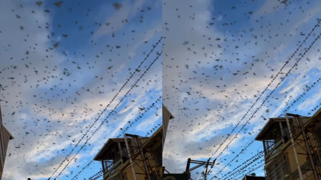 高雄數千隻「鳥群飛竄」遮天！網目睹嚇：恐有大禍降臨　專家給出答案