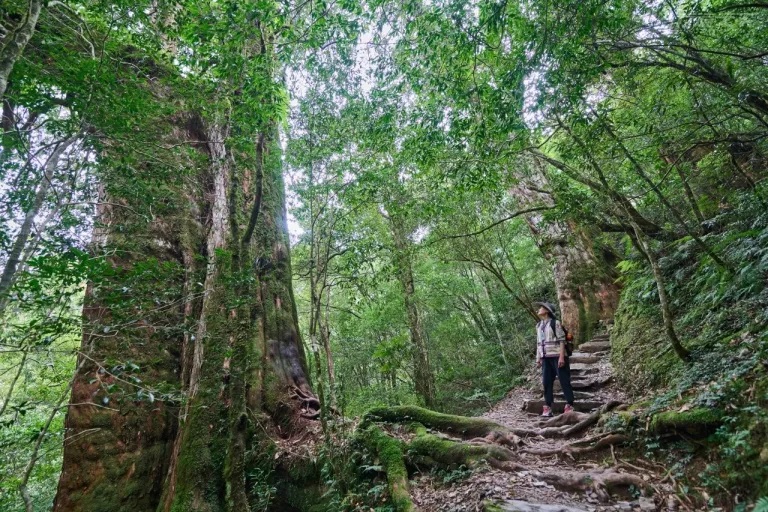 桃園旅遊｜自駕北橫深入探索蓊鬱神木林　泡美人湯享幽靜美景