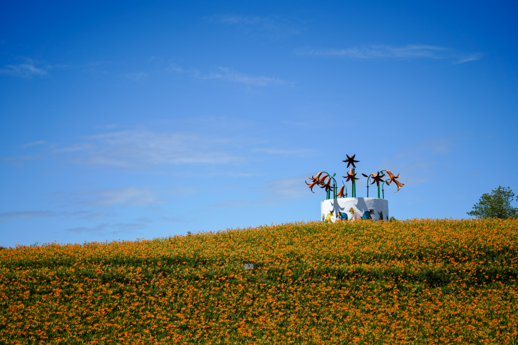 花蓮旅遊｜季節限定鋪滿山頭金黃花毯　體驗自然野趣品嚐當令山海滋味