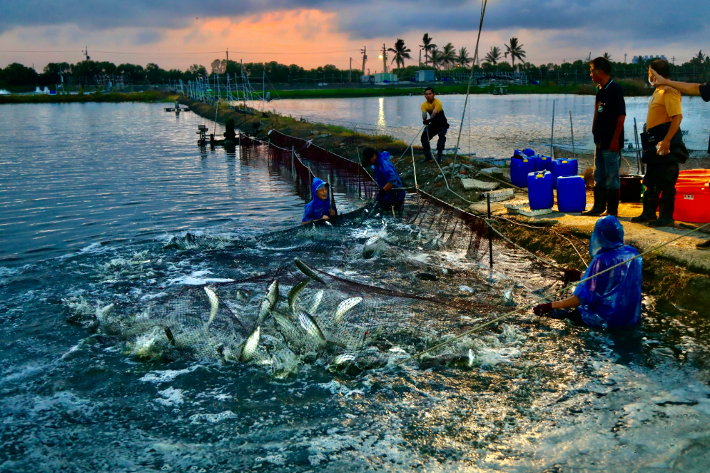 台灣美食｜活跳數百年的庶民美食　體驗腎上腺素飆升的虱目魚上岸