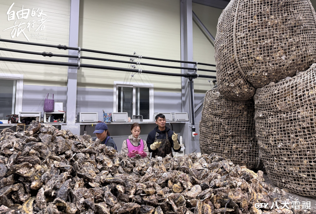 直擊韓國產量最大生蠔產地！統營大姐們一天產80公斤、3秒手速開牡蠣殼