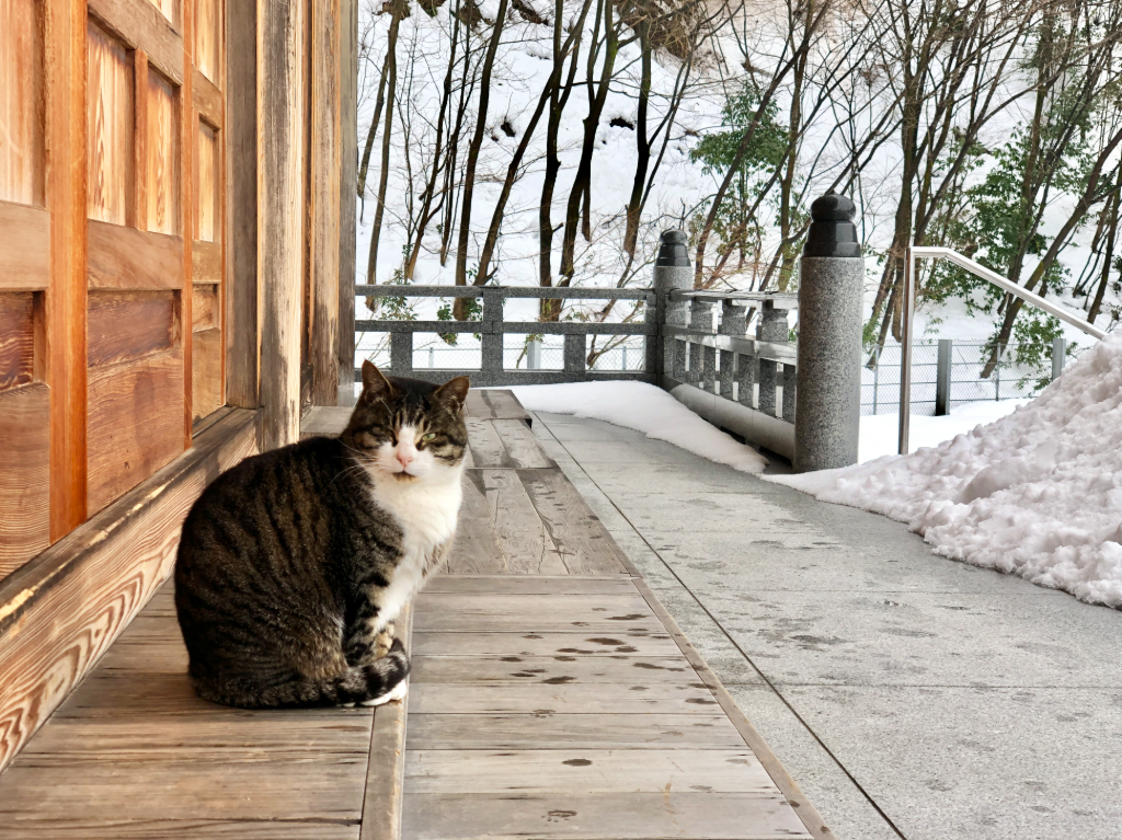  日本旅遊｜雪國寺院的溫柔呼嚕聲　貓奴必訪的身心療癒之所