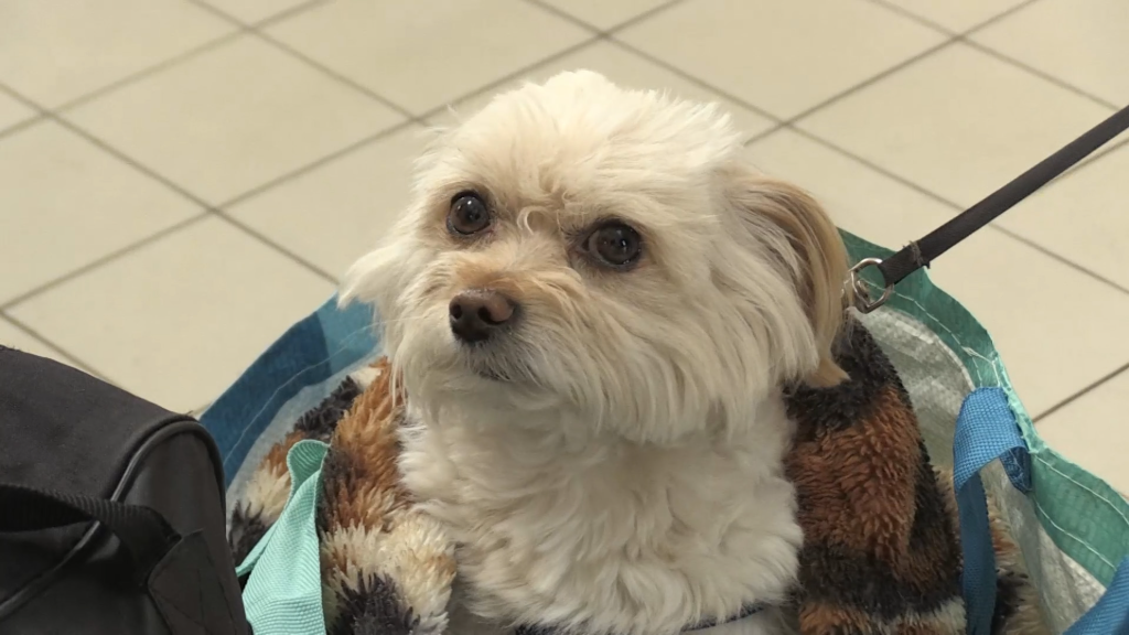 走進戰火拍下被遺忘的生命　日導演揭烏克蘭動物收容所222條生命消失