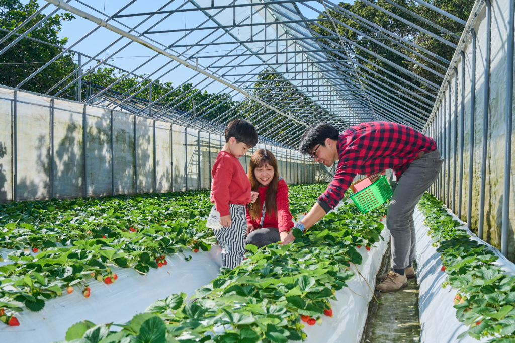 台北旅遊｜台北市區十分鐘即達！　親近田野採果拔蘿蔔，季節限定草莓披薩夢幻開吃
