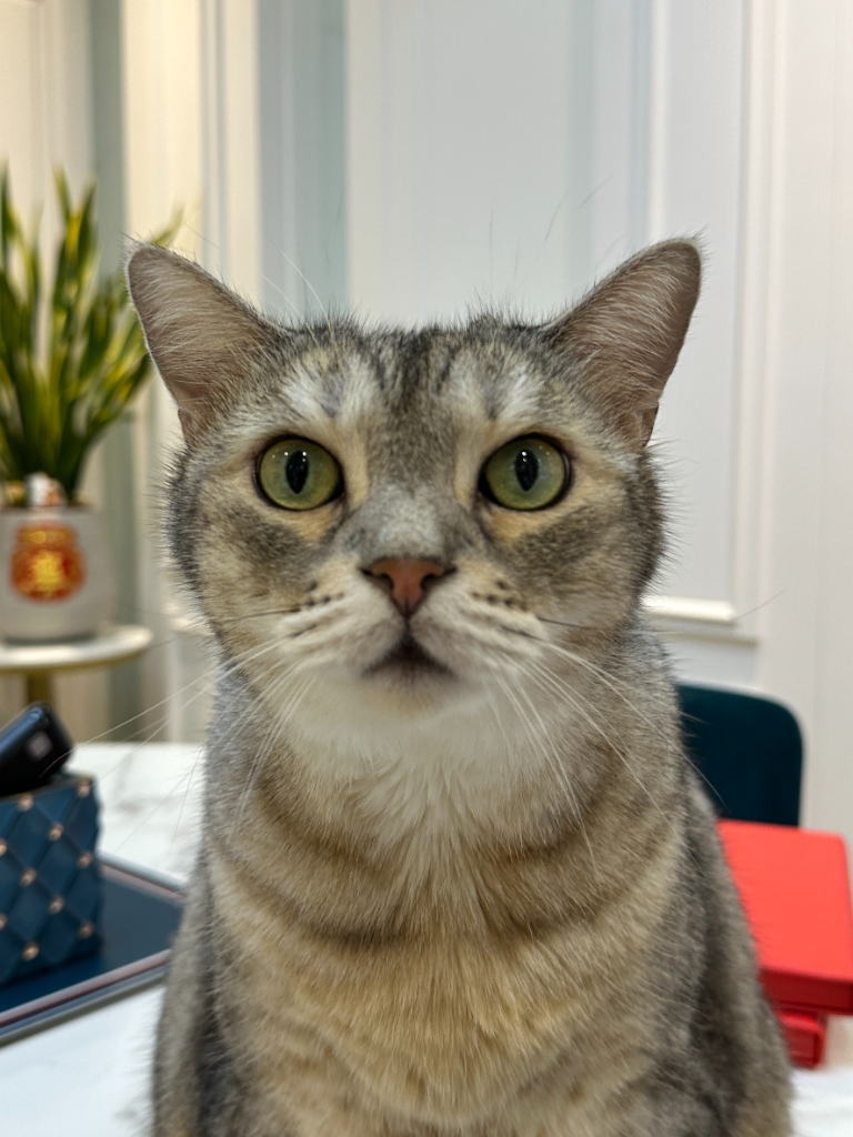 寵物經濟崛起！嘉義城隍廟「點燈」保平安　全台宮廟跟進