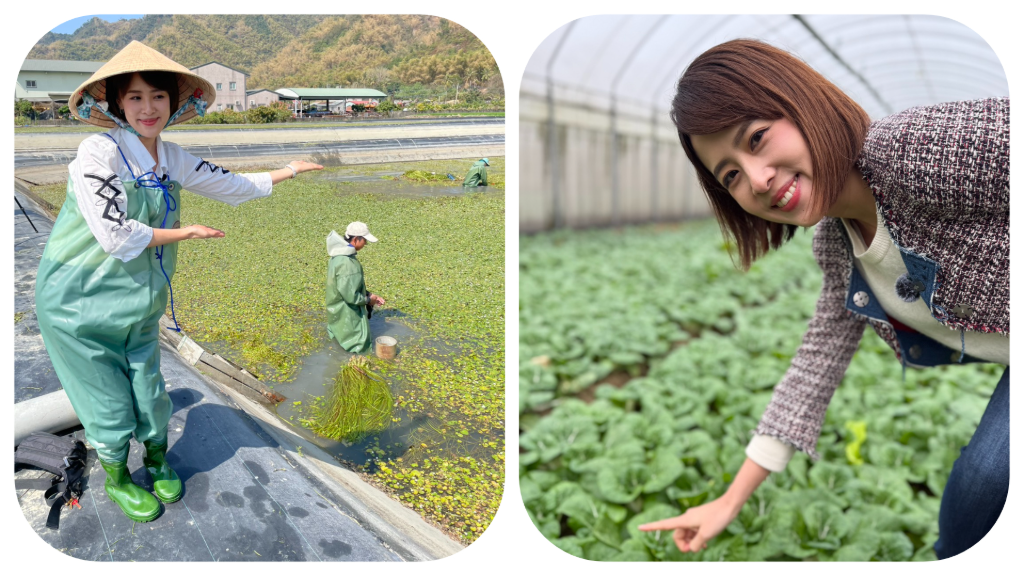 美女主播換上青蛙裝！高雄採水蓮曬黑一階　最真實農村體驗曝光