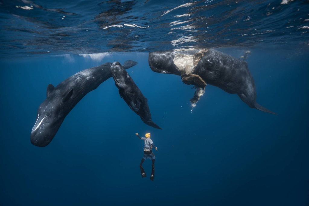 加勒比海直擊！彈頭見證抹香鯨接生實錄　畫面超震撼