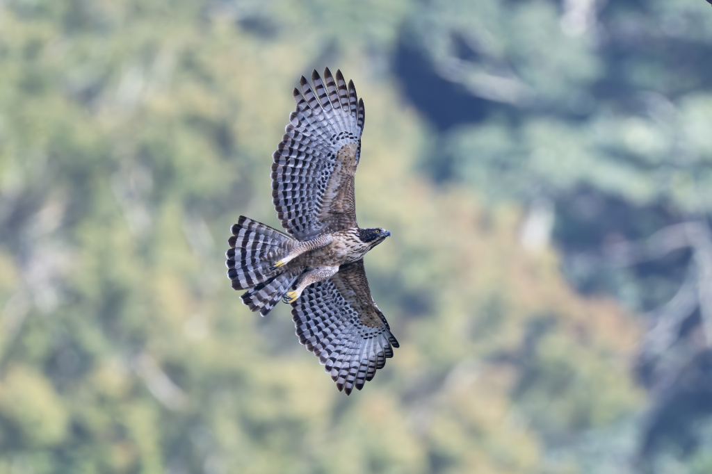 揭開台灣最神秘猛禽「熊鷹」面紗　《飛吧！熊鷹》導演曝拍攝辛酸：常空手而歸