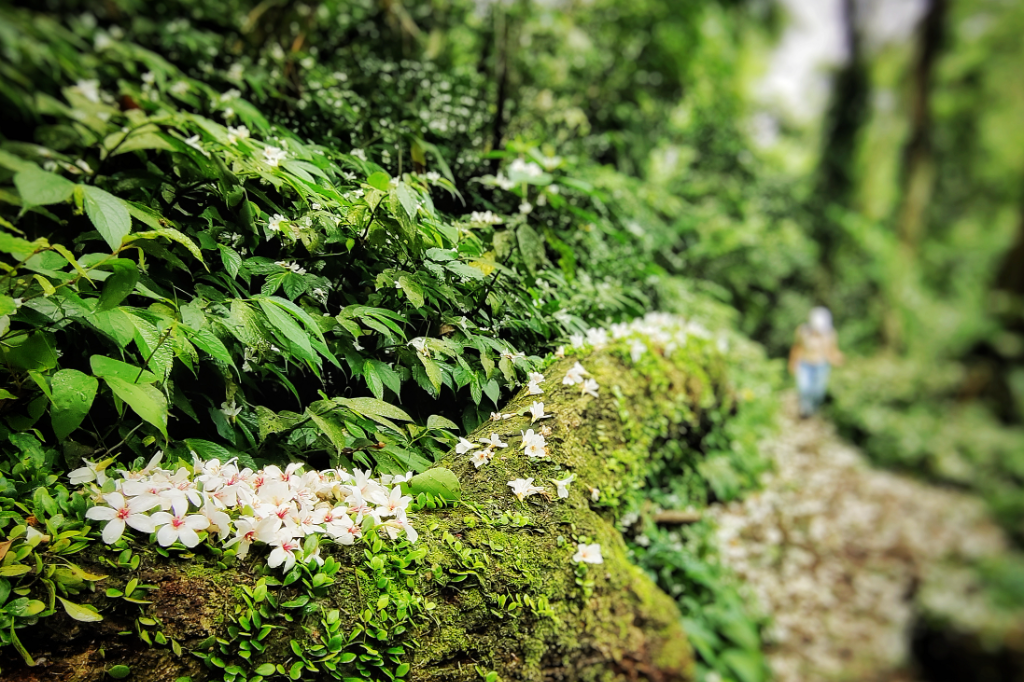 春日走讀｜台三線的時光印記　漫步油桐花雨間，探尋客庄百年細路與琥珀茶香