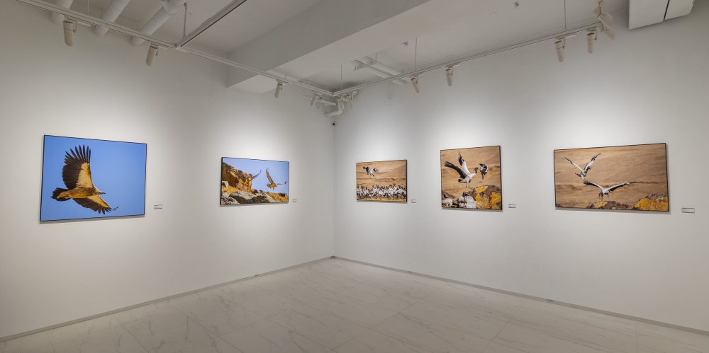 捕捉飛羽之美——《稀有高山·彩鳥報喜》攝影展亮相