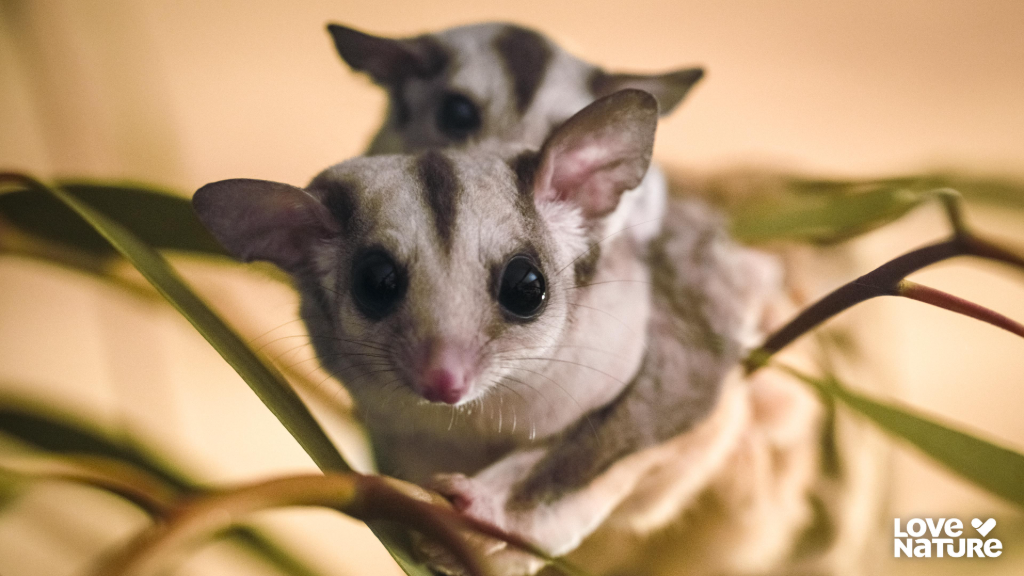 直擊地球原始角落！探索金伯利三大生態：袋鼠、鱷魚到座頭鯨