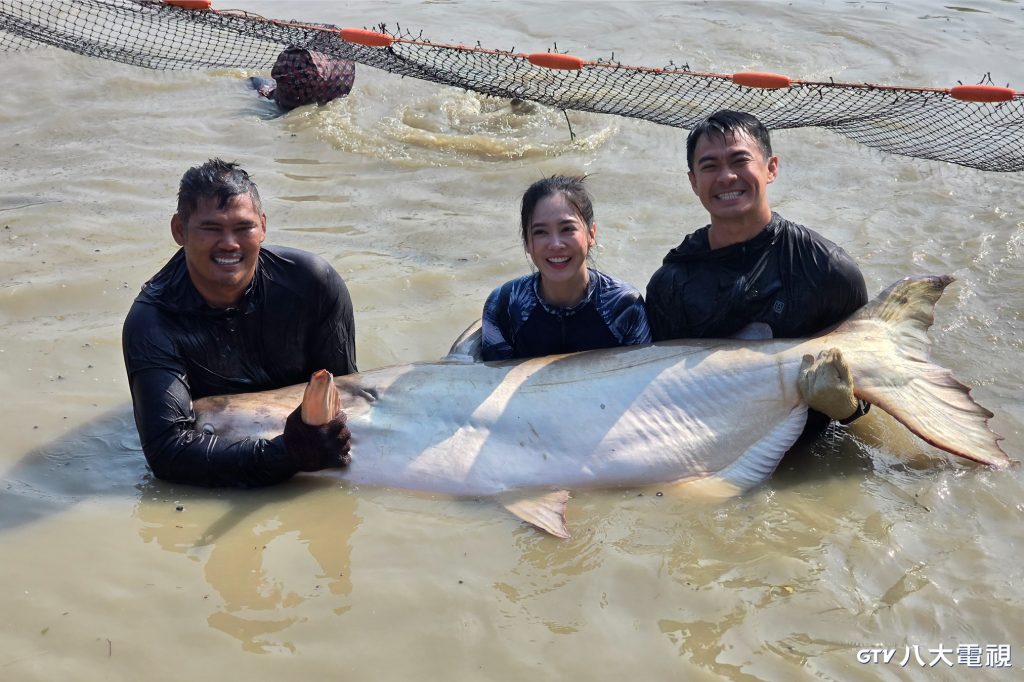 泰國捕獲150公斤巨型鯰魚　主持人遭撞擊：「像被揍一拳」