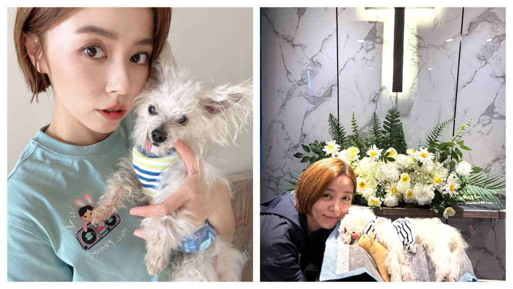 王瞳愛犬離世陷悲痛！陪伴抗病620天成最珍貴回憶　含淚告別「去找爸比！」　