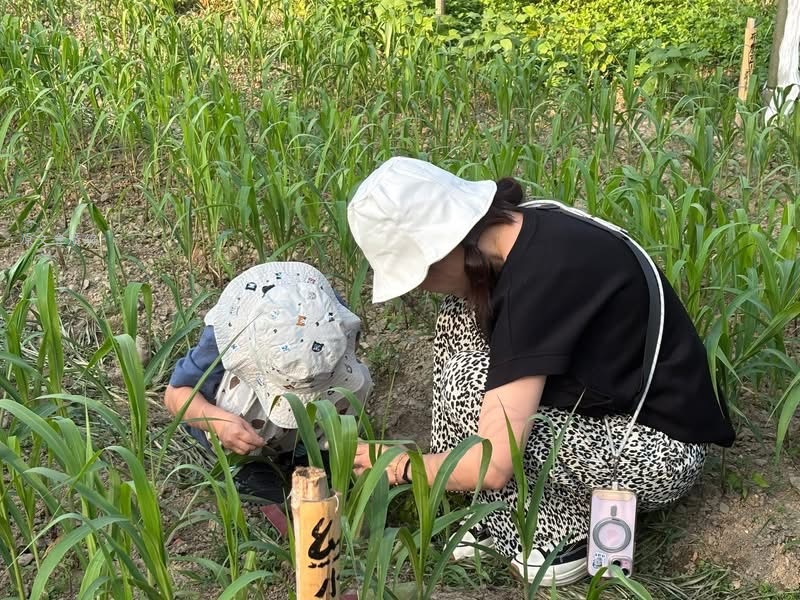 暑假國旅新焦點！花蓮探訪「紅葉福利雞蛋生產合作社」　採草餵雞、蛋捲DIY探索部落秘境
