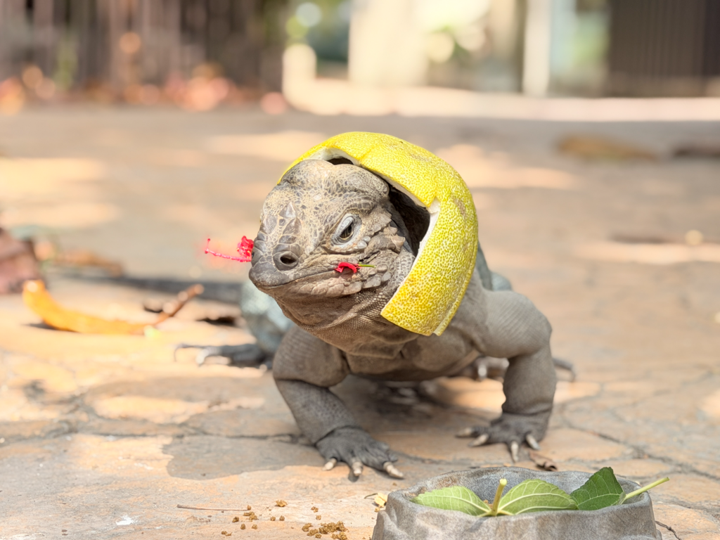 中秋連假去哪玩？台南頑皮世界「動物月餅」開吃　看犀牛鬣蜥戴「柚子帽」超可愛